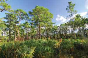 nature preserve in solana bay in palm beach gardens, florida